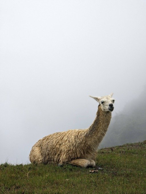Llama at Machu Picchu
