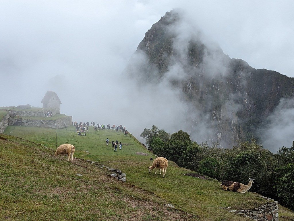 Machu Picchu photo of llamas and few tourists