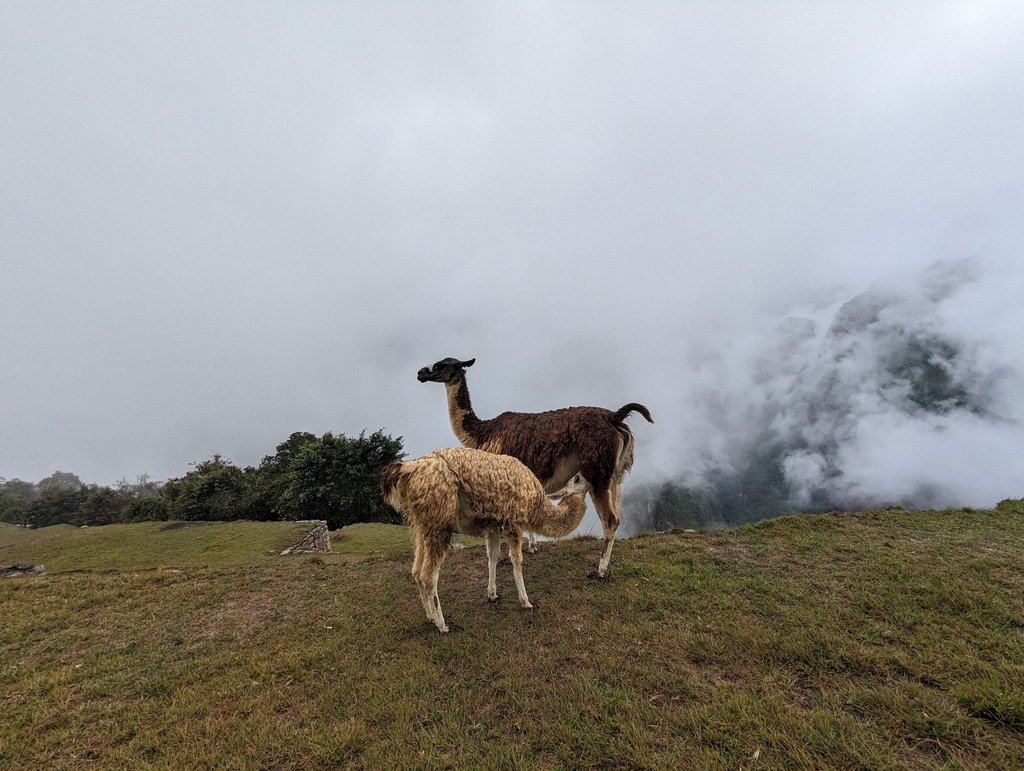 Funny Llamas at Machu Picchu