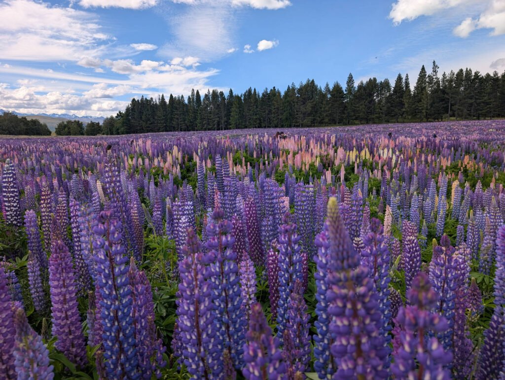 Field of purple and pink lupin flowers in bloom with trees and mountains in the background in New Zealand South Island