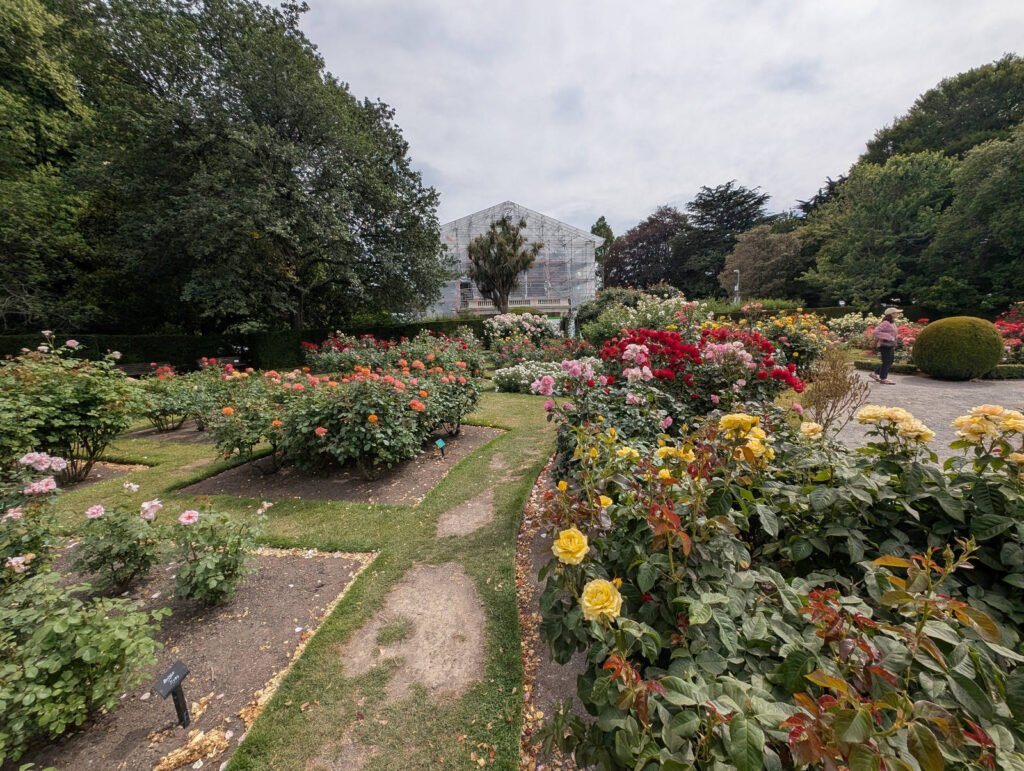 A vibrant rose garden in full bloom at Christchurch Botanic Gardens, with yellow, red, pink, and orange roses surrounded by tall trees and a glass conservatory in the background.