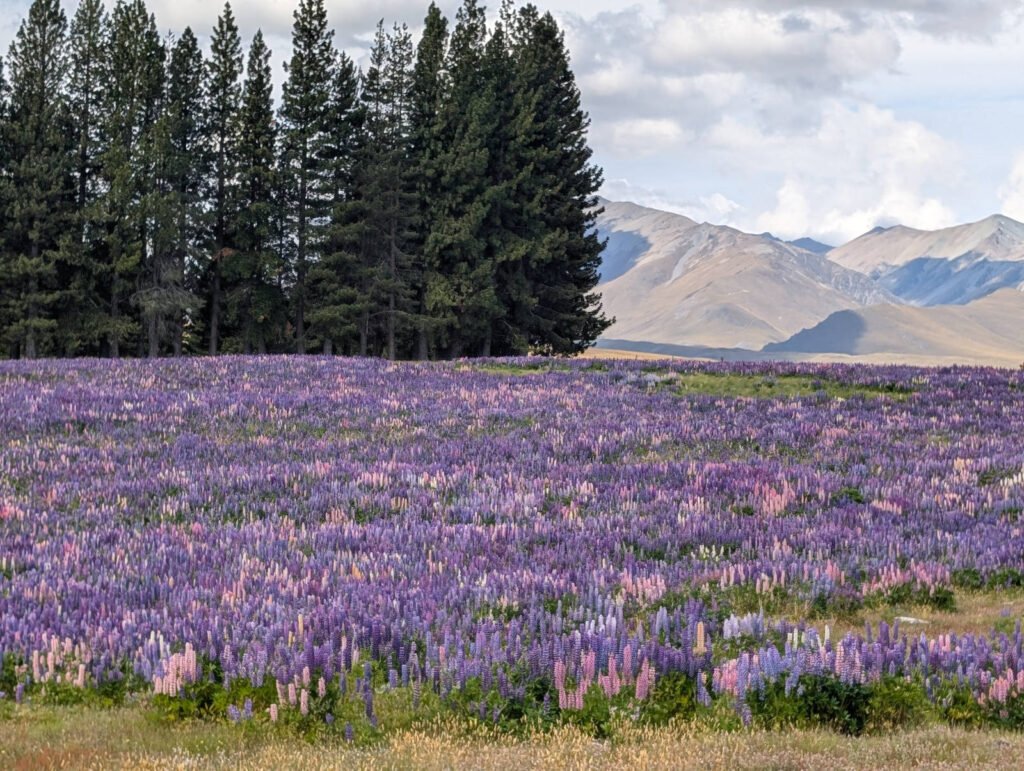 A vast field of purple and pink lupins in full bloom, backed by tall pine trees and the rugged mountains of New Zealand's Mackenzie Basin.