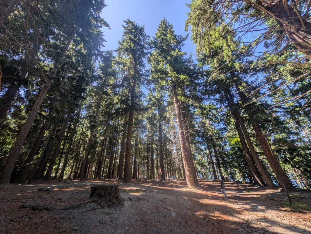 Towering conifers rise toward a blue sky in Queenstown Gardens, their tall straight trunks casting dappled shadows across the soft forest floor.