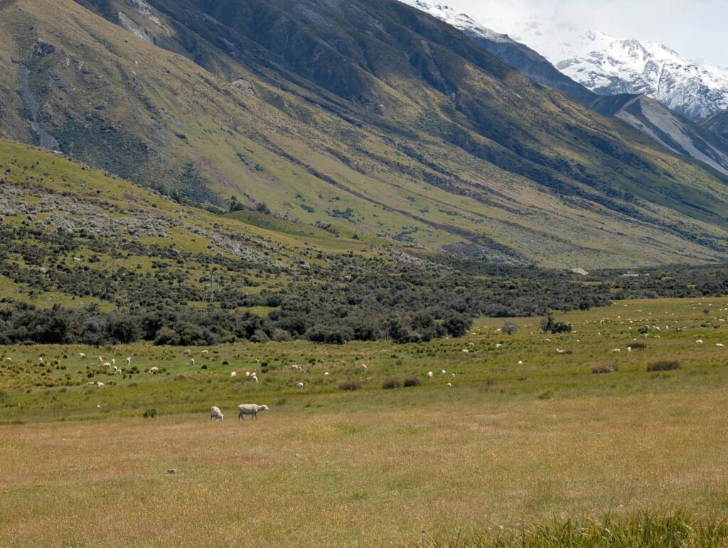 Sheep grazing on golden-green pastures beneath dramatic steep mountains with snow-capped peaks in the distance, New Zealand.
