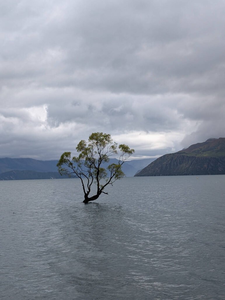A lone willow tree grows out of the calm grey waters of Lake Wanaka, its twisted branches silhouetted against a moody overcast sky and distant mountains.