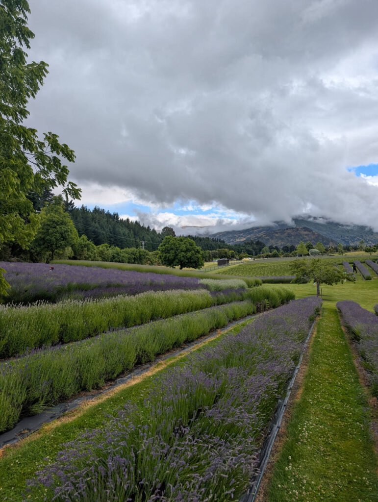 Rows of lavender in varying shades of purple and green stretch across a farm, with cloud-shrouded mountains and lush trees in the background.